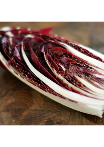 Italyan Hindiba Tohum 100 Tohum