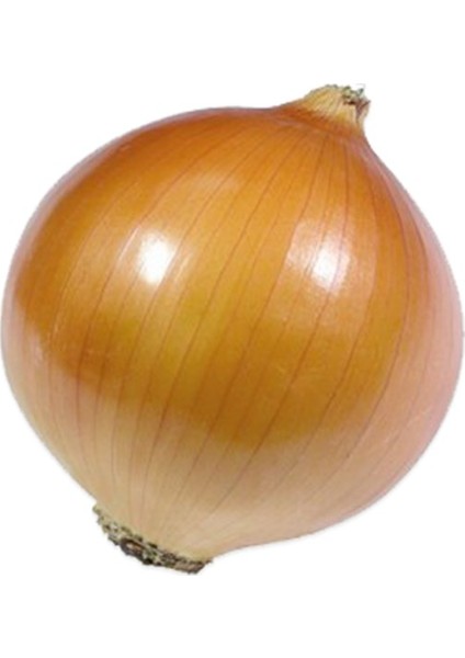 Uzun Gün Valencia Soğan Tohum 10 gr