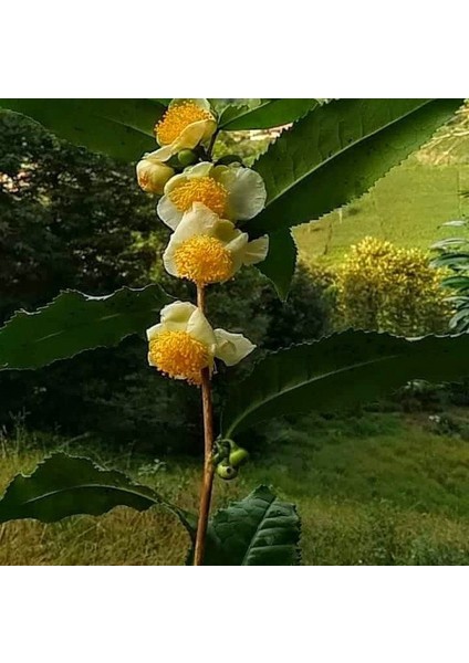 Yeşil Çay Tohum 5 Tohum