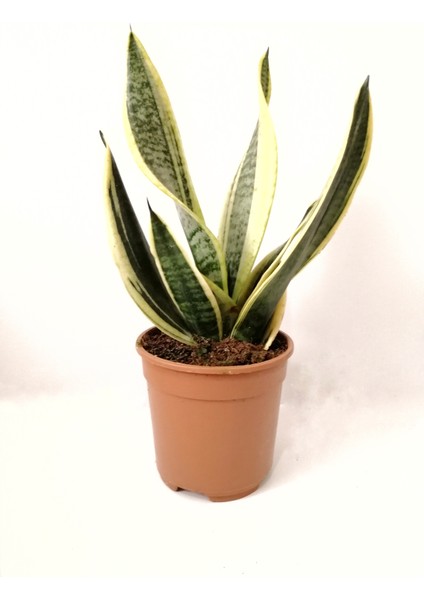 Paşa Kılıcı Sansevieria