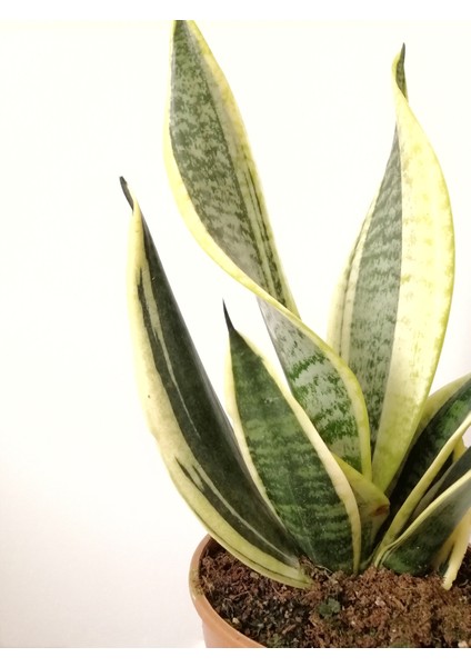 Paşa Kılıcı Sansevieria fiyatları