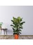 Kauçuk Çiçeği 2'li 100 cm Ficus Elastica 1