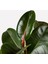 Kauçuk Çiçeği 2'li 100 cm Ficus Elastica 2