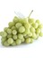 Çekirdeksiz Superior Seedless Üzüm Asma-Bağ Fidanı 1