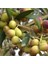 İspanyol Bodur Arbequina Zeytin Fidanı 2 Yaş 1