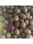 İspanyol Manzalina Zeytin Fidanı 1