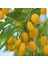 Özel Çeşit Amber Sweet Altuni Sarı Goji Berry Fidanı 1
