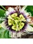 Passiflora Edulis Maruçya Fidanı 1