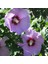 Tüplü Çit Hatmi Fidanı Hibiscus syriacus 1