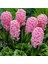 Hyacinthus Anna Marie Sümbül Soğanı 3 Adet 1