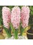 Hyacinthus Fondant Şeker Pembesi Sümbül Soğanı 3 Adet 1