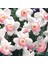 Özel Çeşit Pink Charm Nergis Çiçeği Soğanı 5'li 1