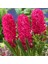 Hyacinthus Jan Boss Sümbül Soğanı 3 Adet 1