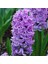 Hyacinthus Splendid Cornelia Sümbül Soğanı 3 Adet 1