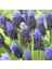 Muscari Latifolium Üzüm Sümbülü Soğanı 10'lu 1