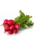 Doğal Big Red Turp Tohum 25 Tohum 1