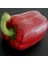 Gülpınar F1 Kırmızı Tatlı Domalık Biber Tohum 10 Tohum 1