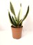 Paşa Kılıcı Sansevieria 1