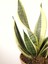 Paşa Kılıcı Sansevieria 2