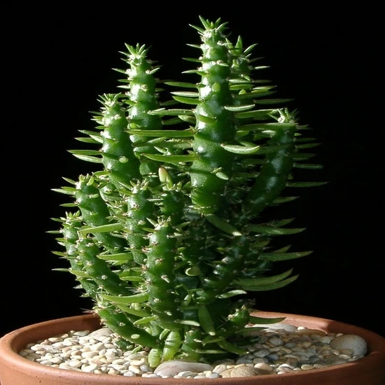 Baktar Austrocylindropuntia Subulata Monstrosa Kaktüs (5.5 Luk Saksıda)