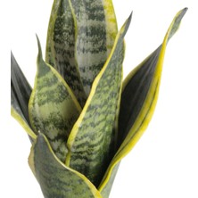 Nema Bahçe Paşa Kılıcı - Sansevieria Kırmızı Zoe