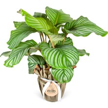 Nema Bahçe Dua Çiçeği - Calathea Orbifolia