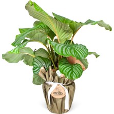 Nema Bahçe Dua Çiçeği - Calathea Orbifolia