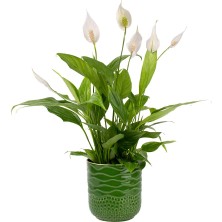 Nema Bahçe Barış Çiçeği  - Spathiphyllum Yeşil Maya