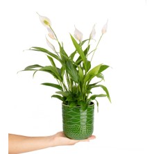 Nema Bahçe Barış Çiçeği  - Spathiphyllum Yeşil Maya