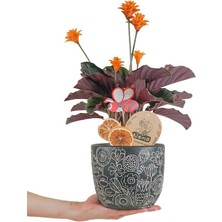 Nema Bahçe Dua Çiçeği  - Calathea Crocata Siyah Anna