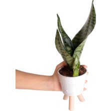 Nema Bahçe Paşa Kılıcı - Sansevieria Trifasciata Kırçıllı Beyaz Zoe