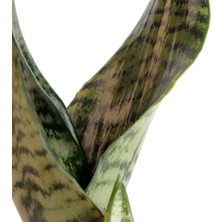 Nema Bahçe Paşa Kılıcı - Sansevieria Trifasciata Kırçıllı Beyaz Zoe