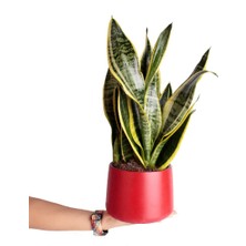 Nema Bahçe Paşa Kılıcı - Sansevieria Laurentii Kırmızı Classic