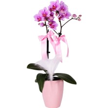 Nema Bahçe Midi Orkide - Pembe Lily  Pembe Orkide