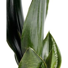 Nema Bahçe Paşa Kılıcı - Sansevieria Trifasciata Beyaz