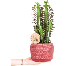 Nema Bahçe Süt Ağacı - Euphorbia Trigona Kırmızı Lucy