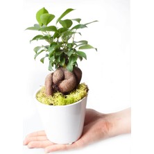 Nema Bahçe Ficus Ginseng Bonsai  - Beyaz Lily