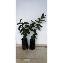 Aydoğdu 3 Yaşında Tüplü Fidan Guava Fidanı
