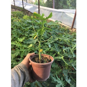 Papaya Meyvesi Fidanı