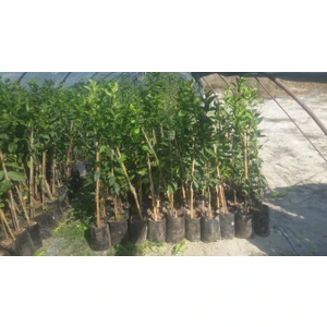 Sansutma Mandalina Fidanı