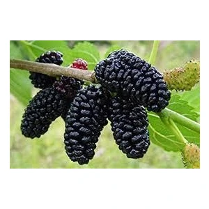 Tüplü Fidan Yediveren Iri Siyah Avustralya Dut Fidanı