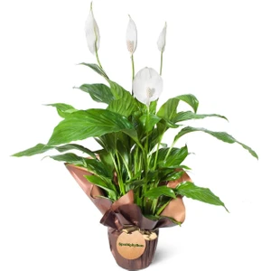 Nema Bahçe  Barış Çiçeği - Spathiphyllum