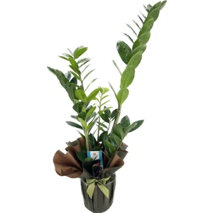 Nema Bahçe Zeze Çiçeği - Zamia Zamiifolia