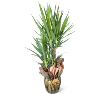 Nema Bahçe Yuka - Yucca Elephantipes
