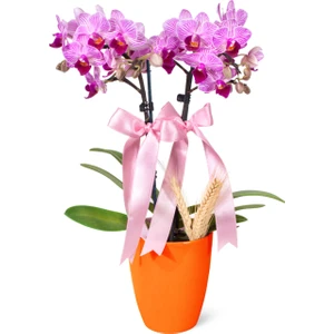 Nema Bahçe Midi Orkide - Turuncu Lily  Pembe Orkide