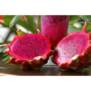 Meyve Verme Yaşında Tüplü Fidan Kırmızı Pitaya Ejder Meyve Fidanı