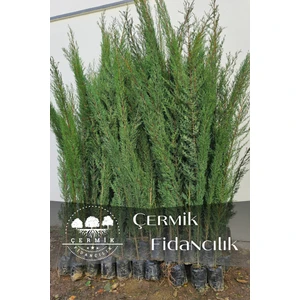 Çermik Fidancılık Kara Servi Çam Fidanı