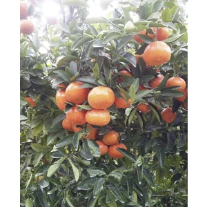 Tüplü Fidan W.murcot Mandalina Fidanı