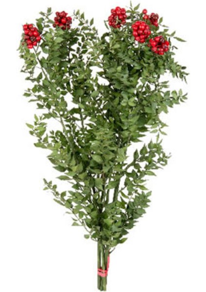 Kokina Yılbaşi Canlı Çiçeği Şans Bitkisi 1 Demet 6ADET