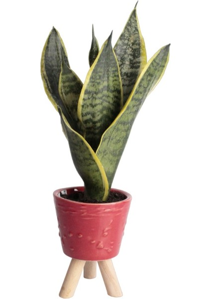 Nema Bahçe Paşa Kılıcı - Sansevieria Kırmızı Zoe